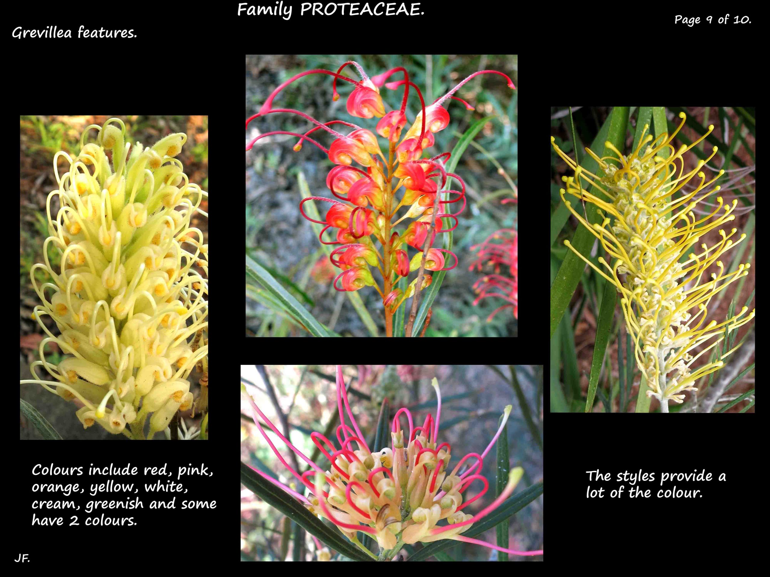 9 Grevillea flower colours